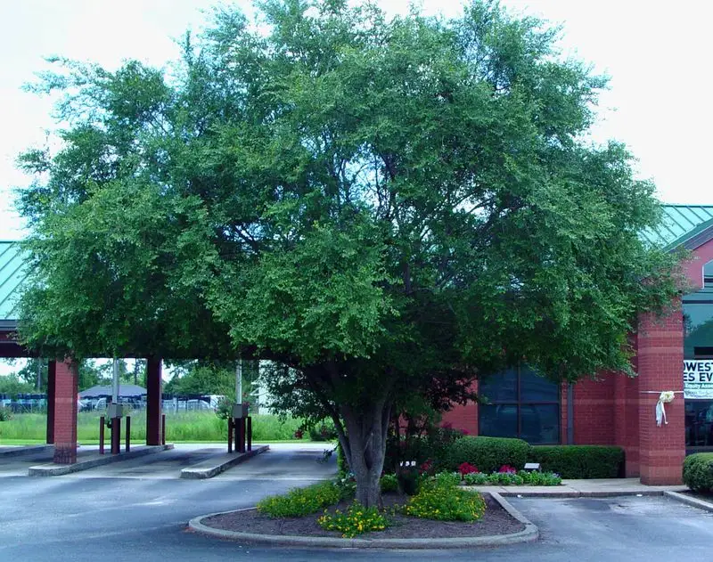 Chinese Elm