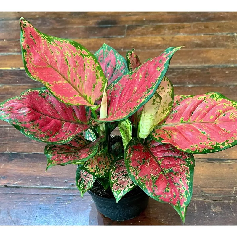 Chinese Evergreen