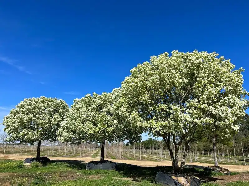 Chinese Fringe Tree