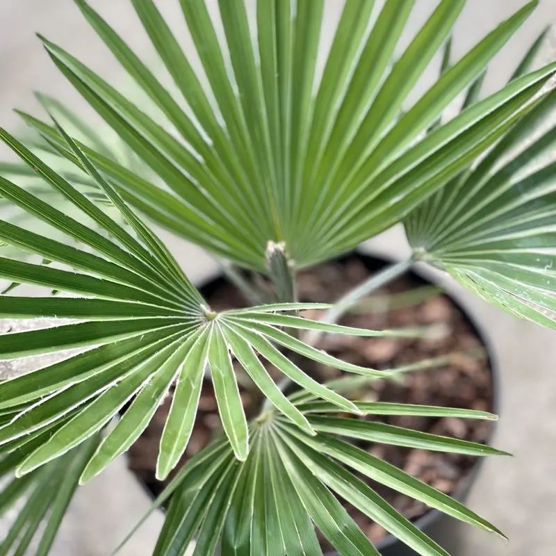 Chinese Windmill Palm (Trachycarpus princeps)