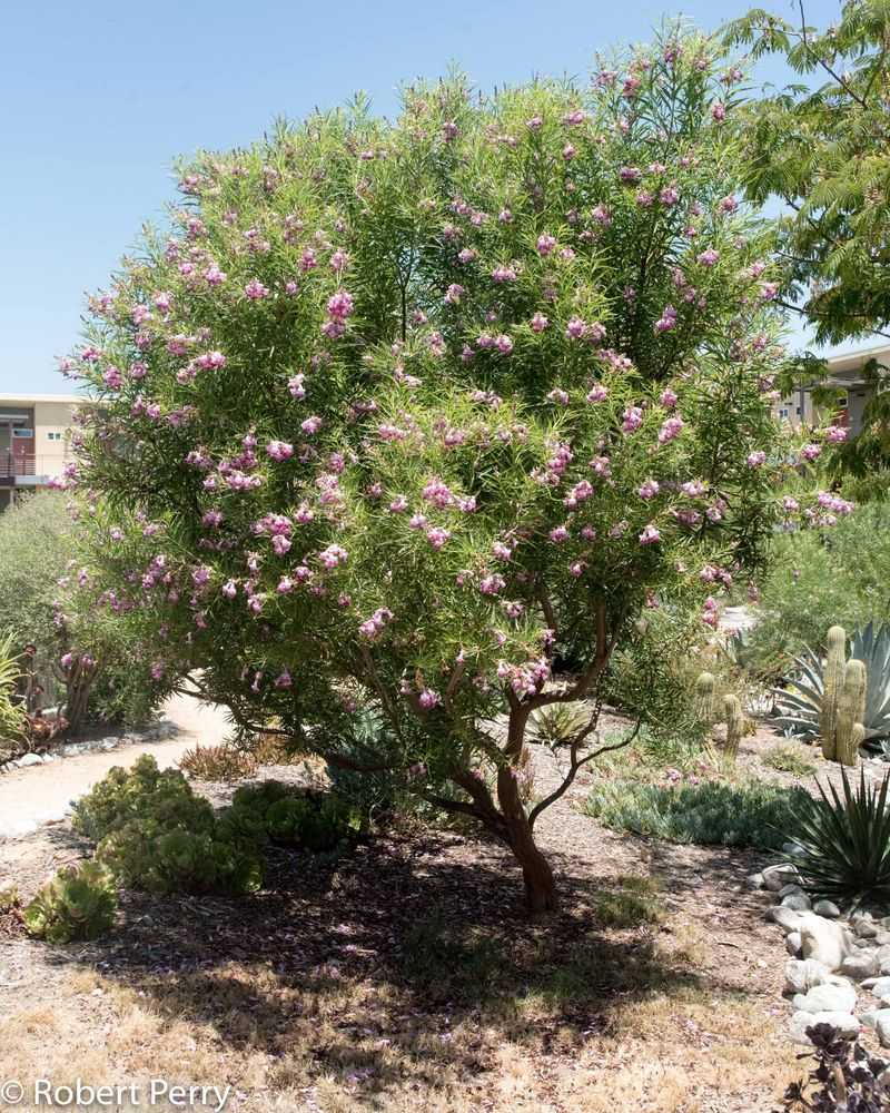 Desert Willow