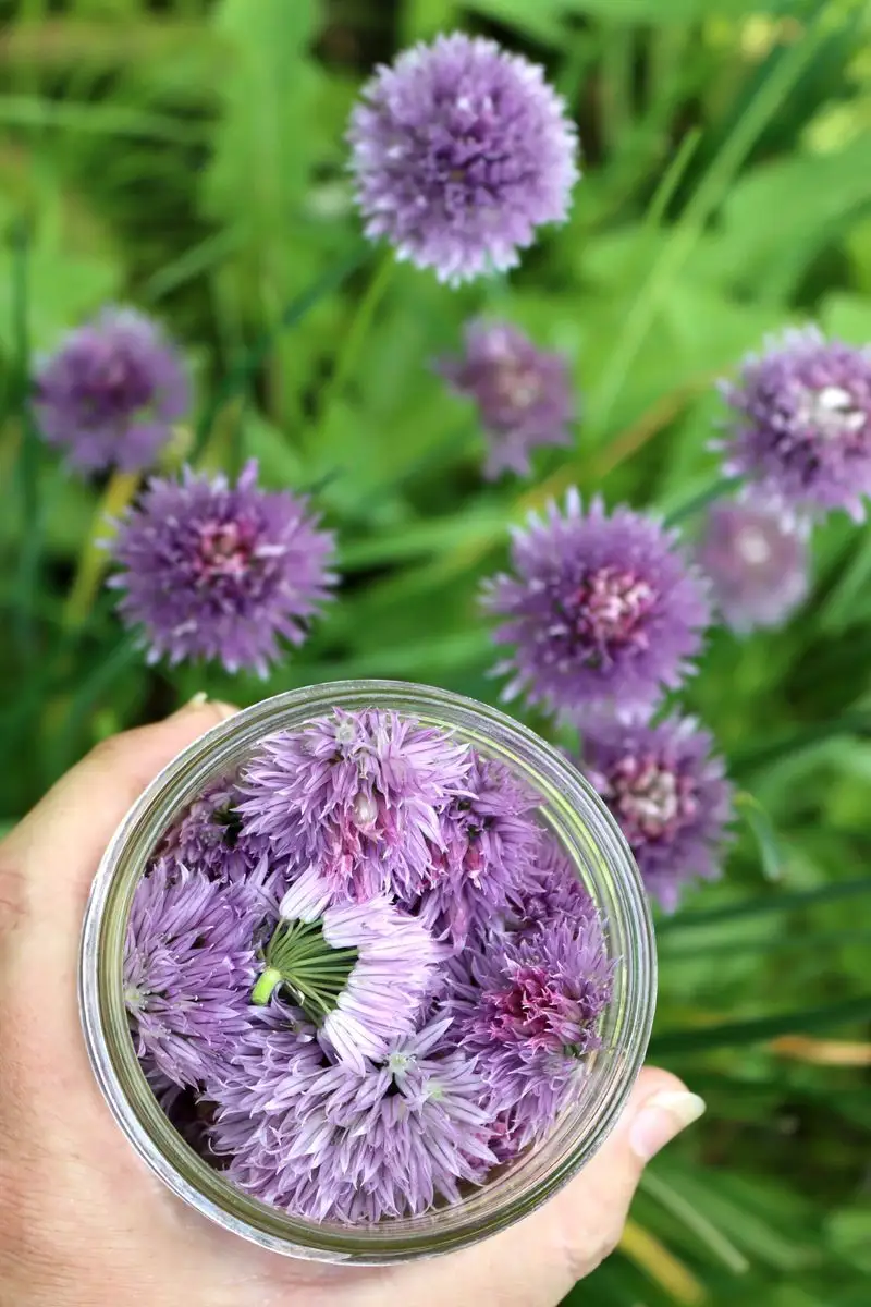 Chive Blossoms