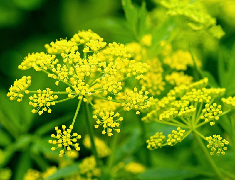 Dill