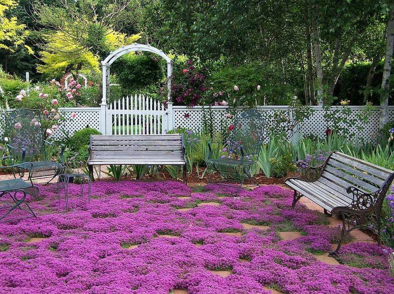 Creeping Thyme