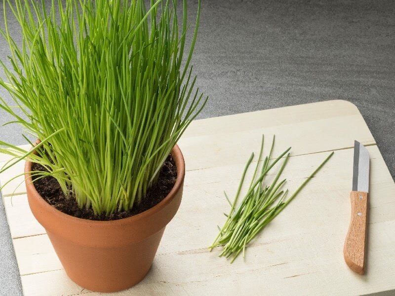 Chives