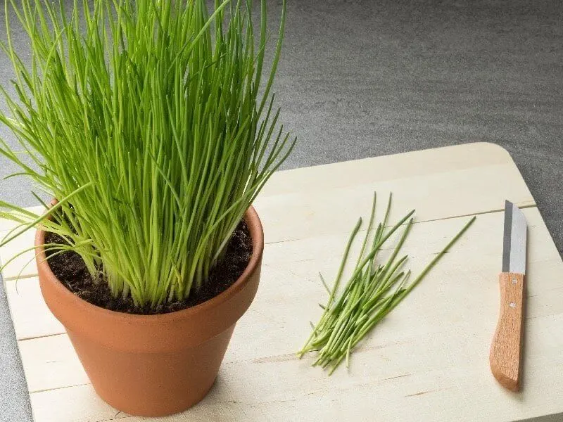 Chives