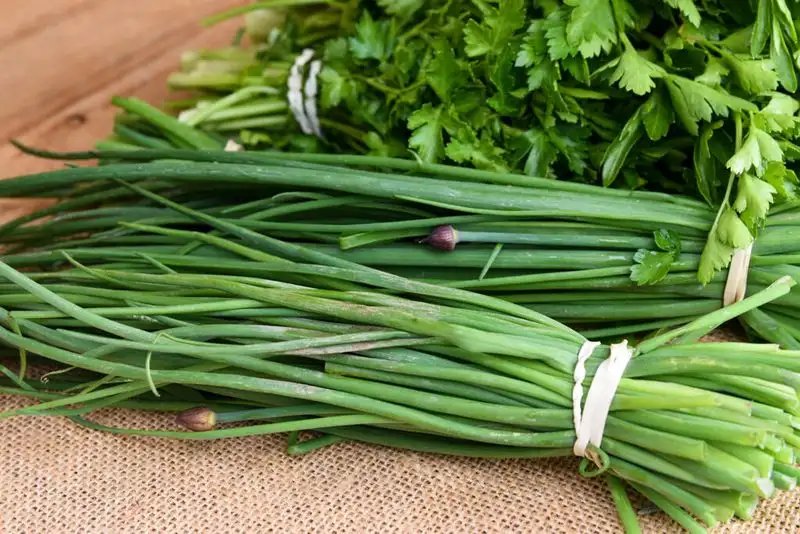 Chives