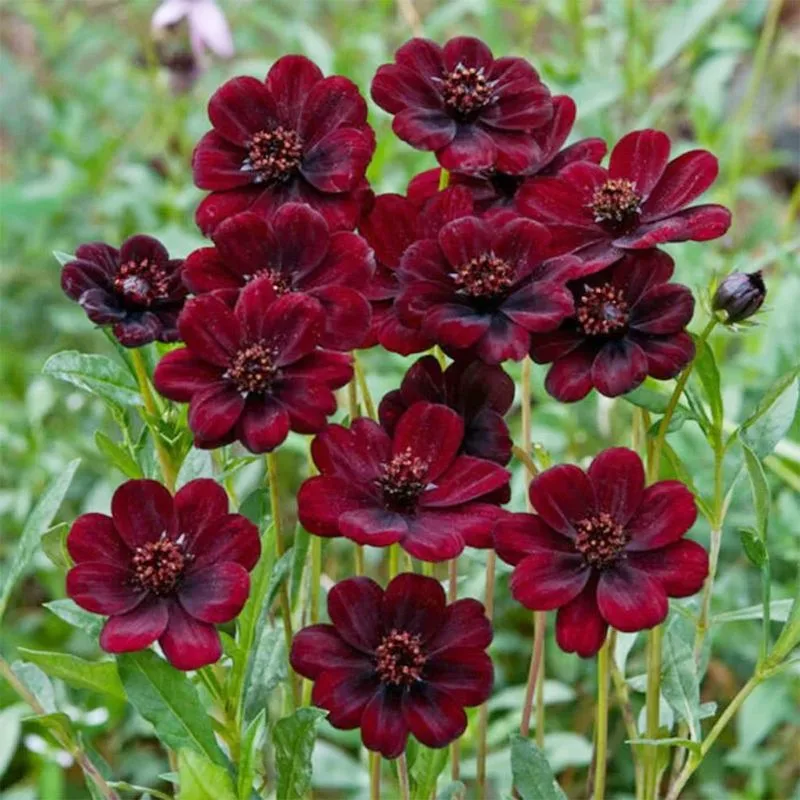 Chocolate Cosmos
