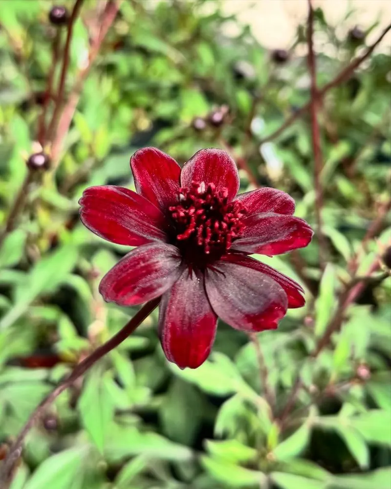 Chocolate Cosmos