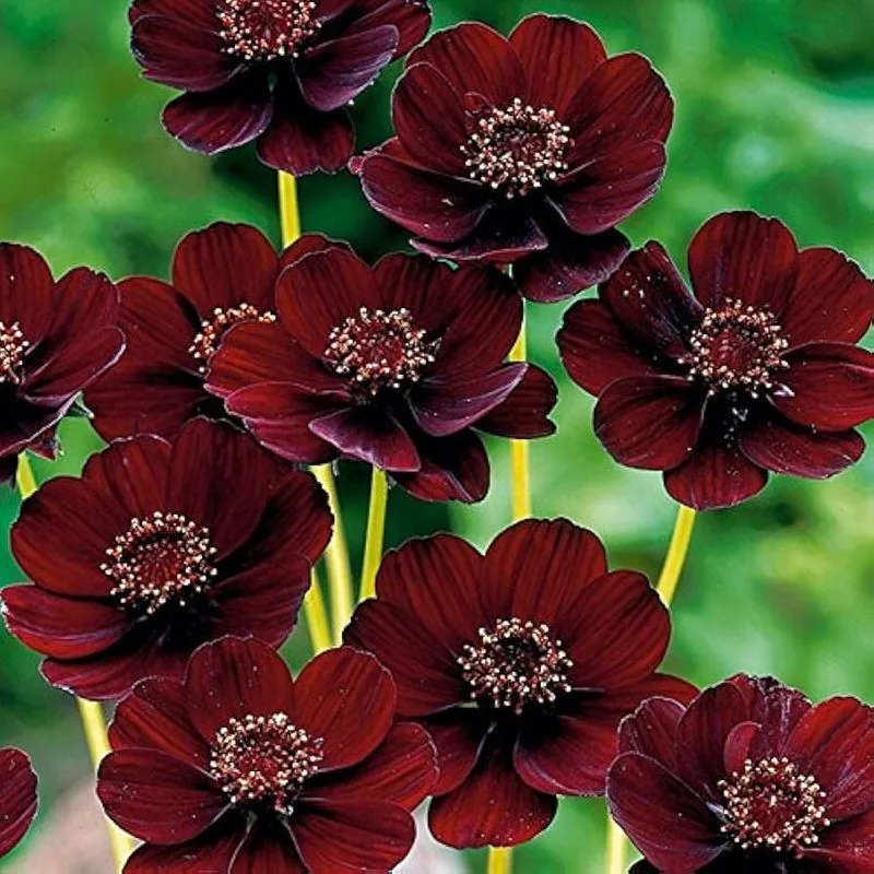 Chocolate Cosmos