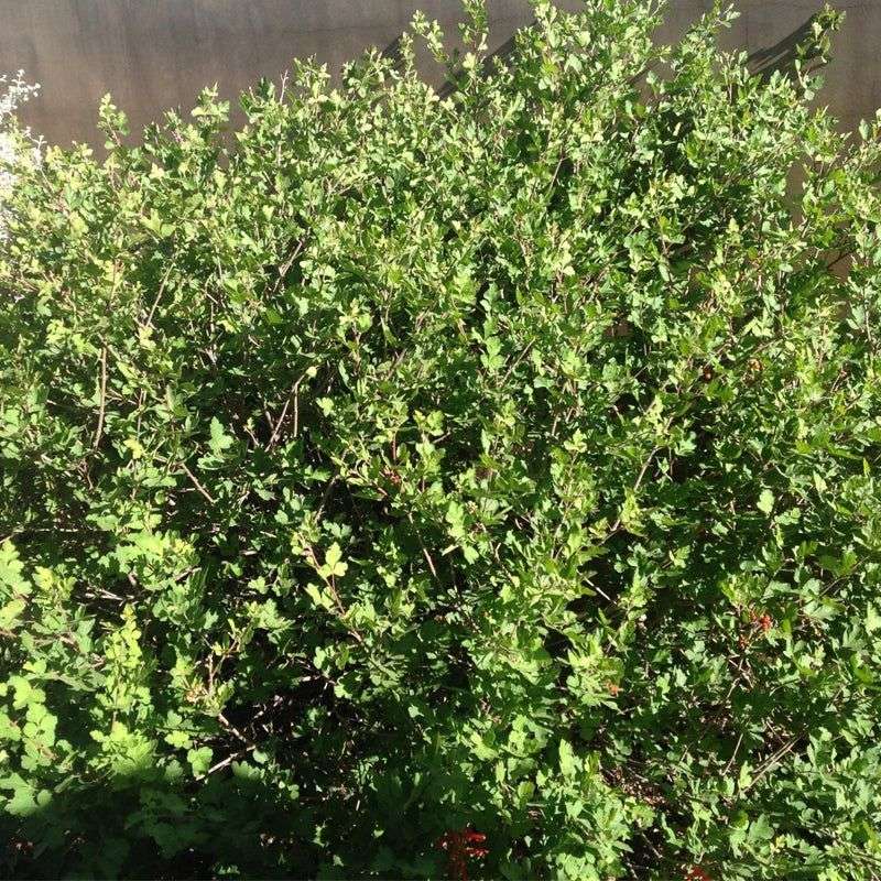 Skunkbush Sumac