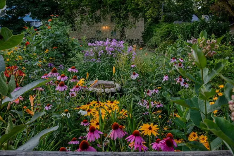 Choose Native Plants