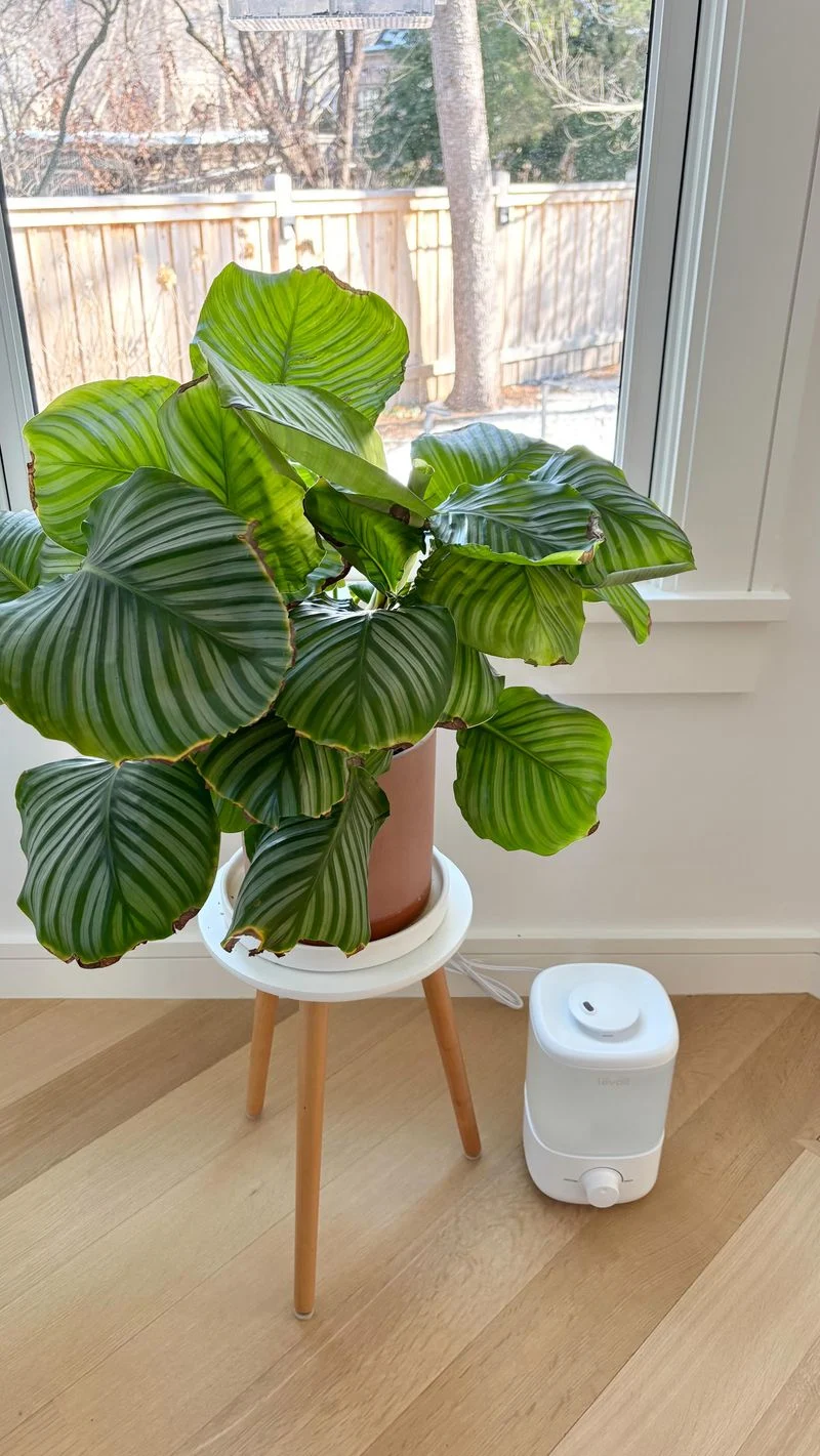 Maintain Proper Humidity