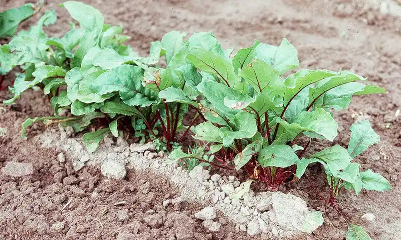 Prepare the Soil
