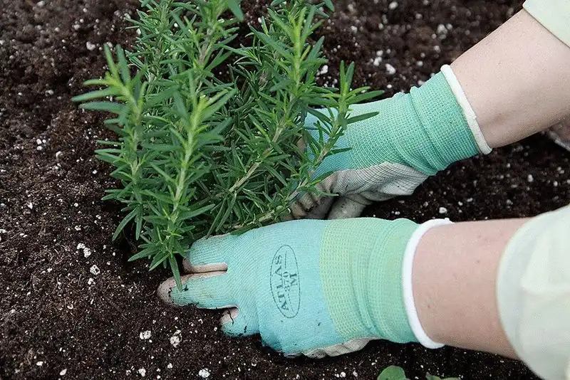 Plant in Well-Draining Soil