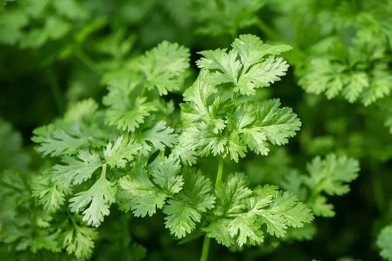 Choosing Cilantro Varieties
