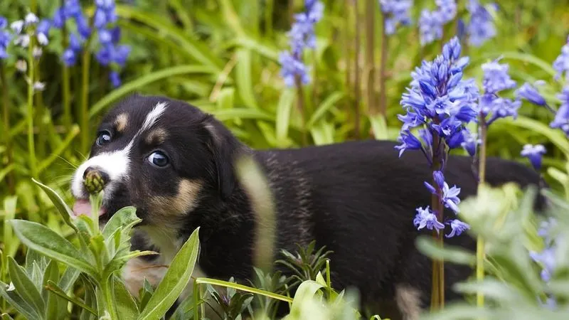Choosing Hardy Plants