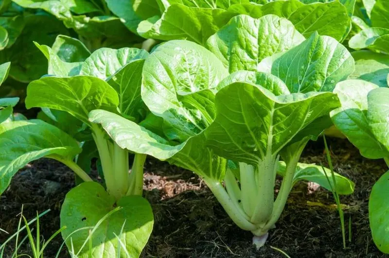 Choosing Plants for Instant Gratification
