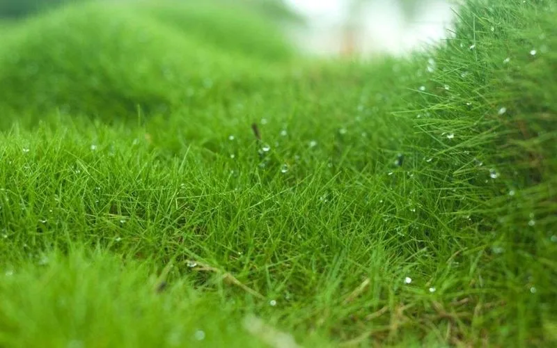 Choosing the Right Grass Type