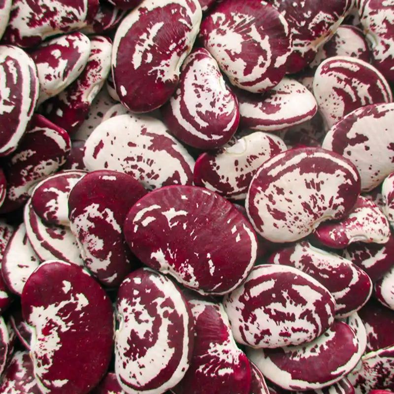 Christmas Pole Lima Bean