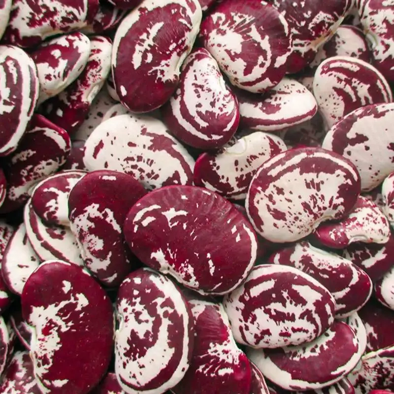 Christmas Pole Lima Bean
