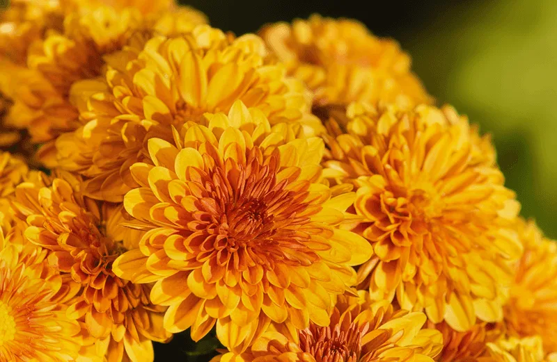 Chrysanthemum