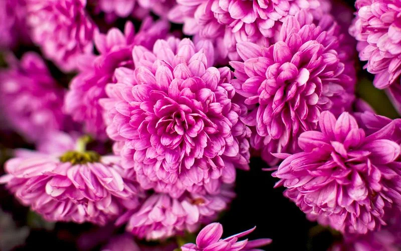 Chrysanthemum