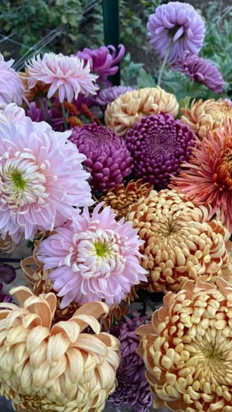 Chrysanthemum