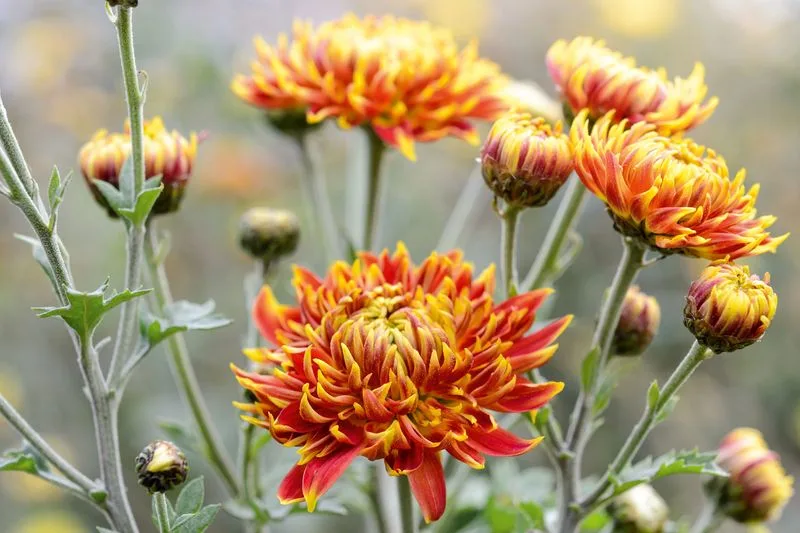 Chrysanthemum