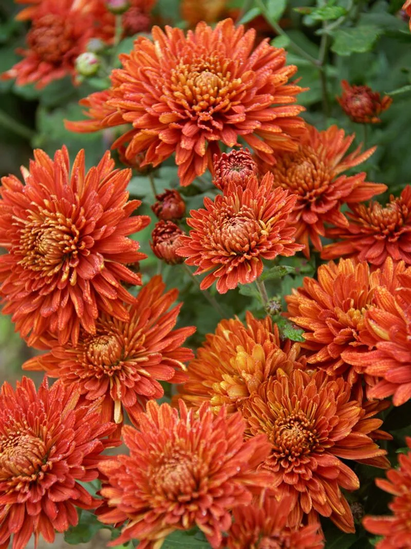 Chrysanthemum