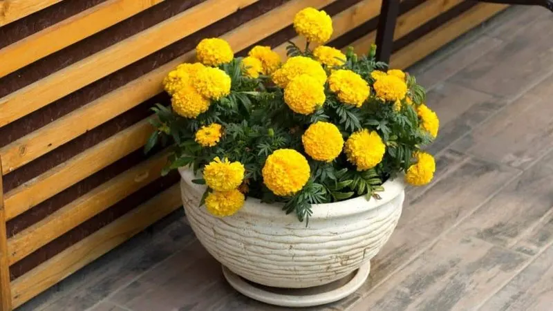 Chrysanthemums and Marigolds