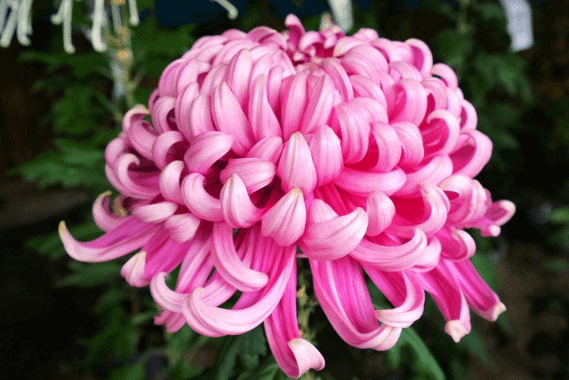 Chrysanthemums