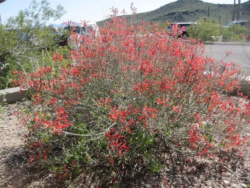 Chuparosa
