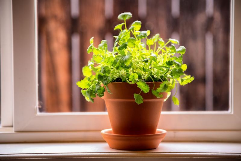 Cilantro