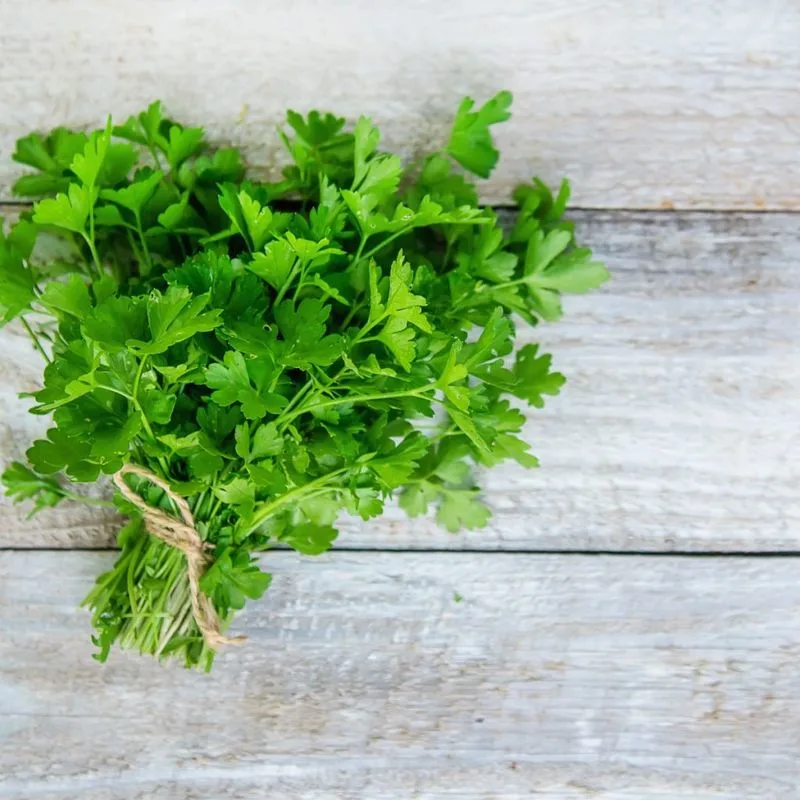 Cilantro