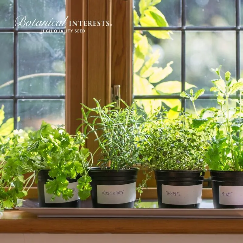 Cilantro