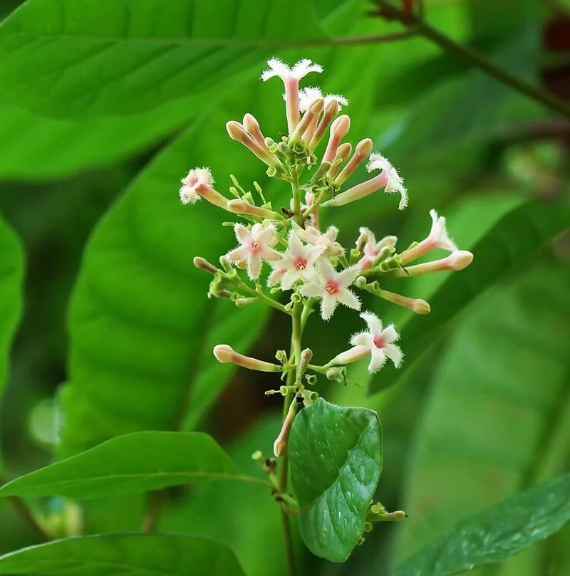 Cinchona (Cinchona officinalis)