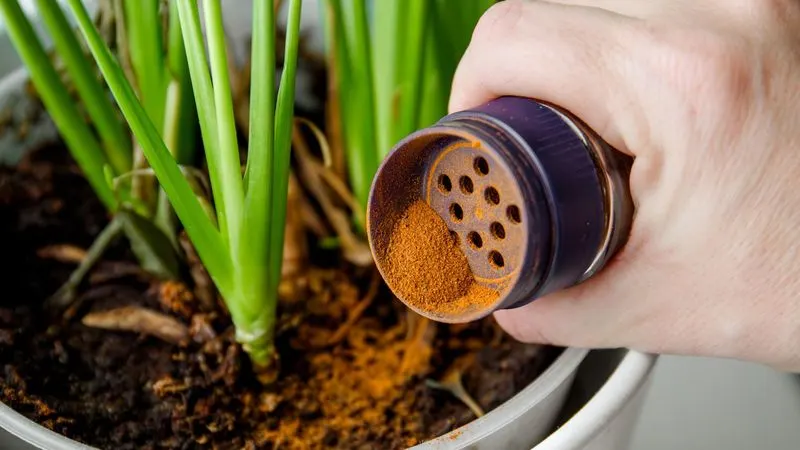 Cinnamon for Fungus Control