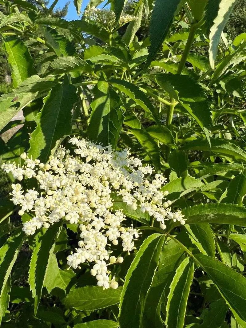 Sambucus (Elderberry)