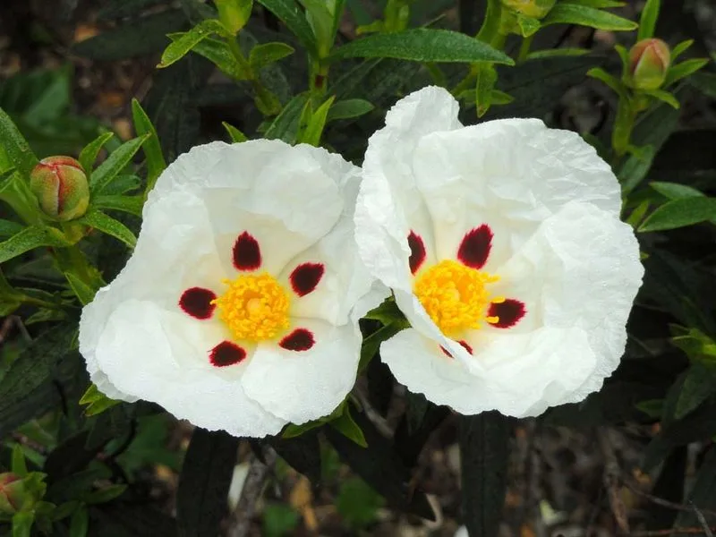 Cistus