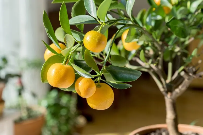 Citrus