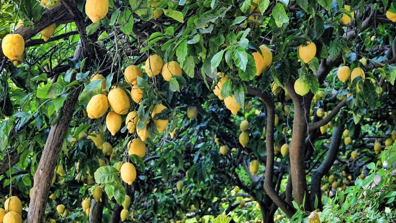 Citrus Boost