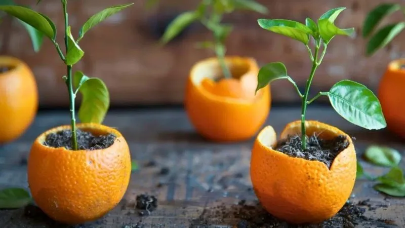 Citrus Peels for Seedlings