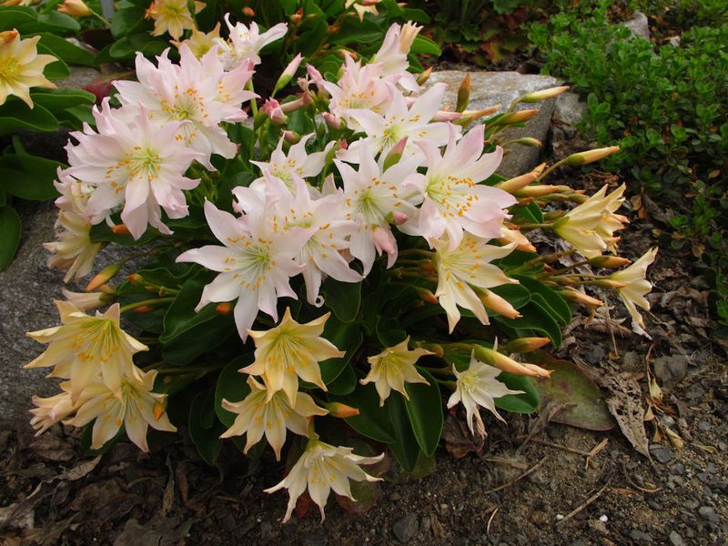 Tweedy's Lewisia