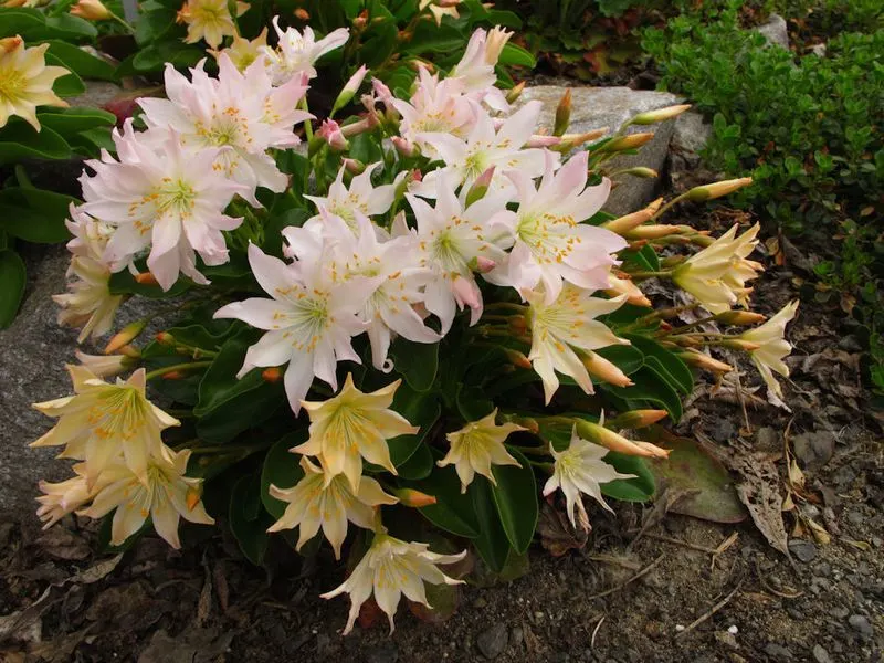 Tweedy's Lewisia