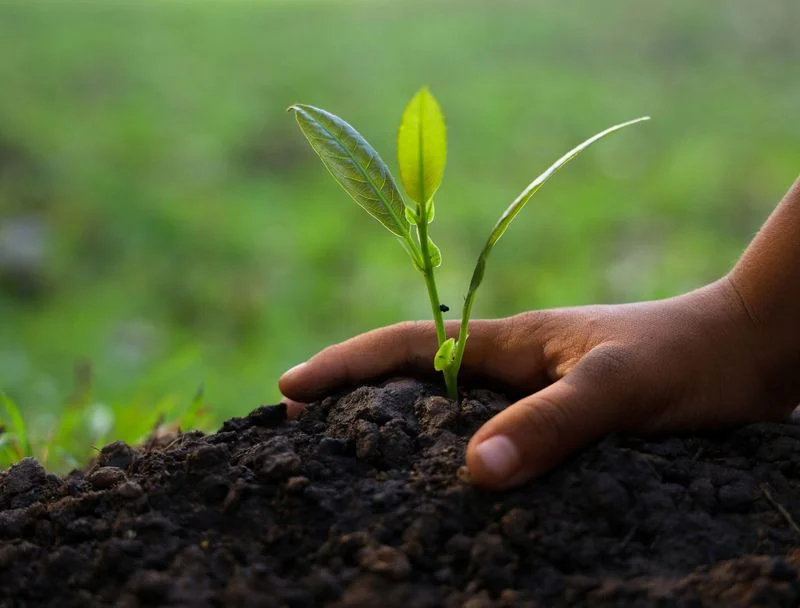 Acidic Soil