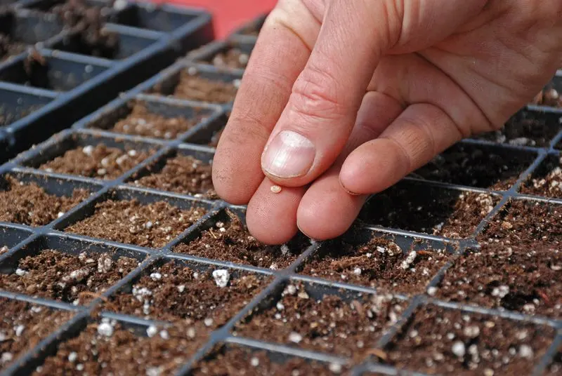 Starting Seeds Indoors