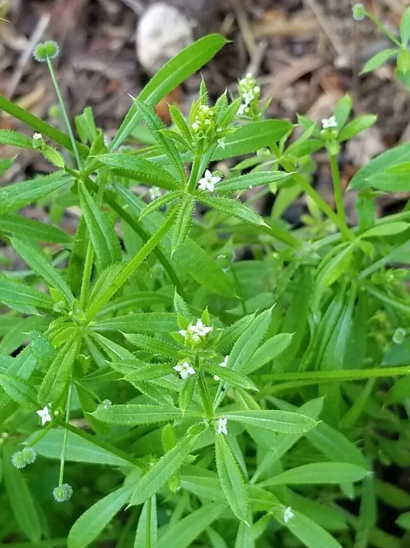 Cleavers