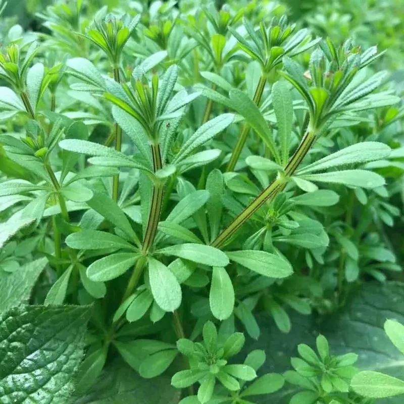Cleavers