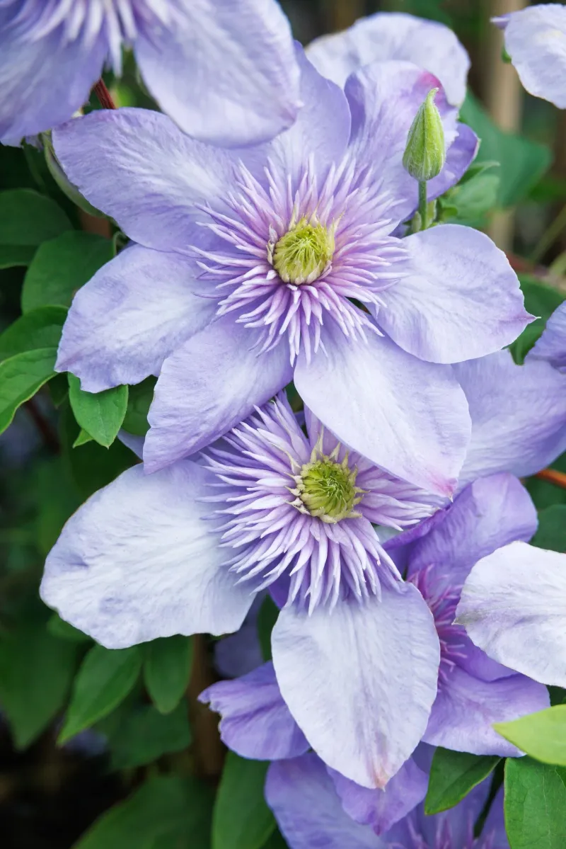 Clematis